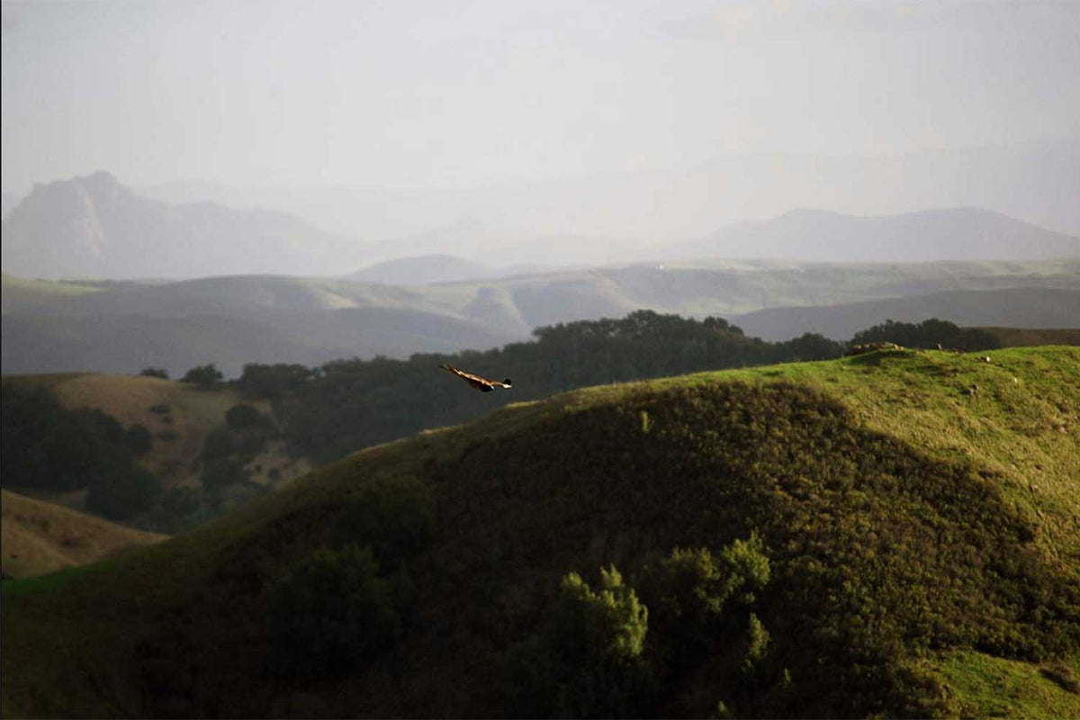 Napa WellSoul Workshop