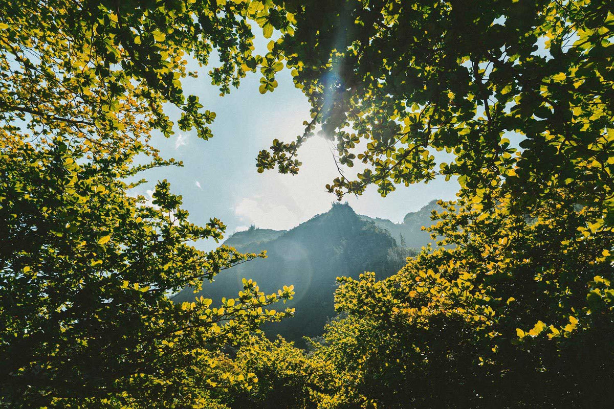 Ojai WellSoul Workshop Fall 2022