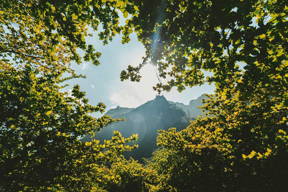 Ojai WellSoul Workshop Fall 2022